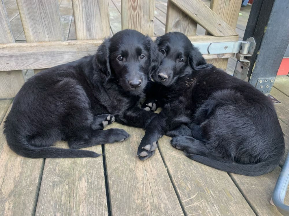 Flat Coated Retriever
