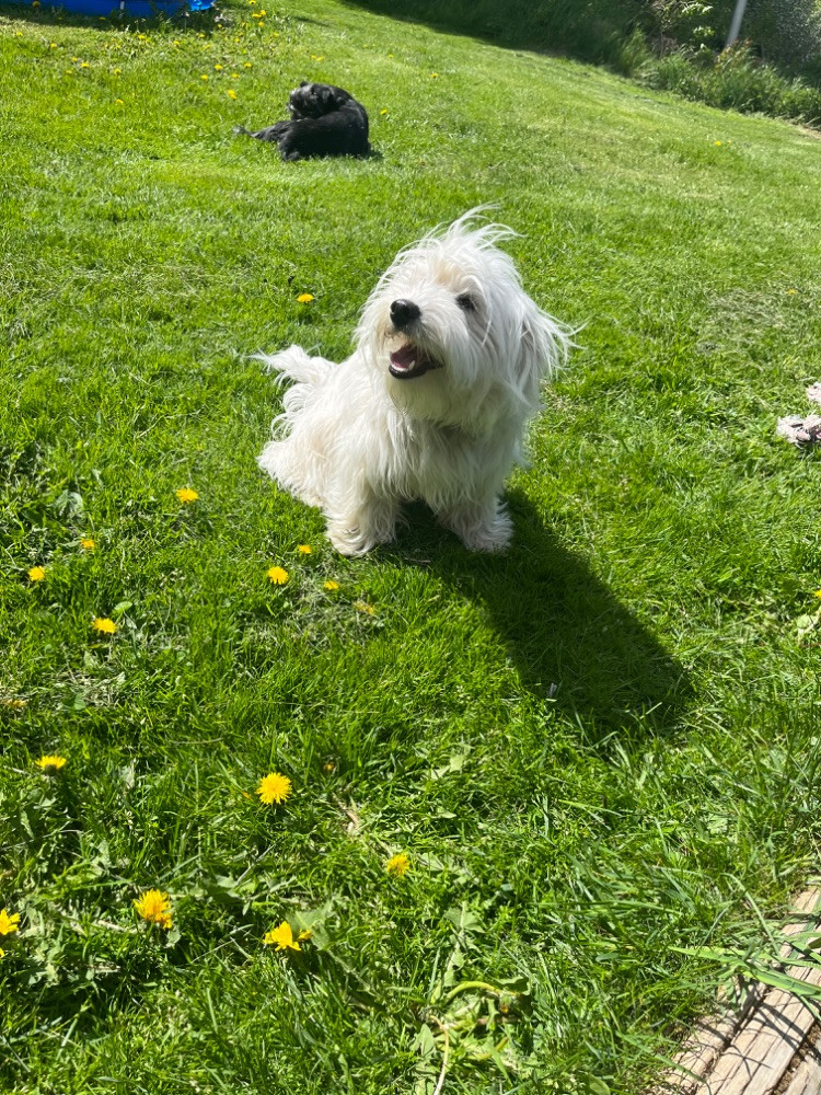 Japansk spets/maltipoo