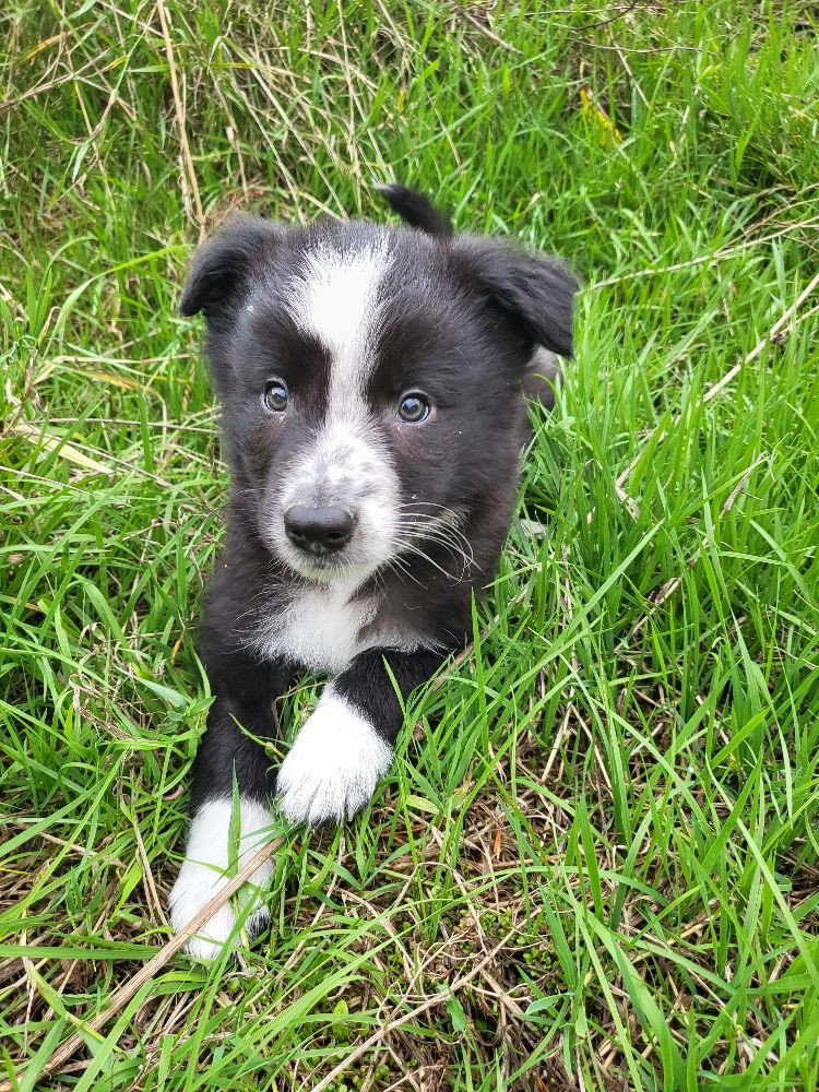 Border collie