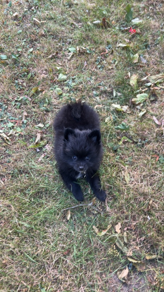 Pomeranian och chihuahua