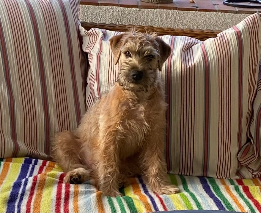 Irish Soft Coated Wheaten Terrier