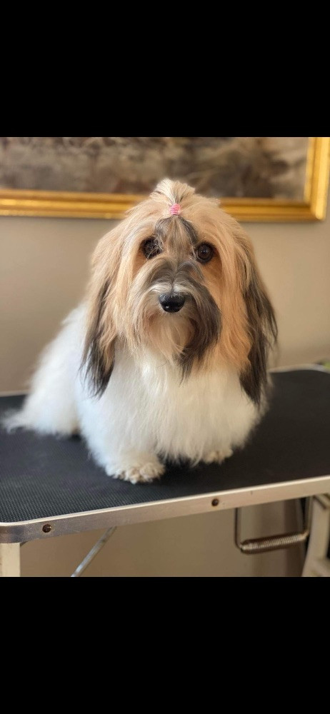 Havanese