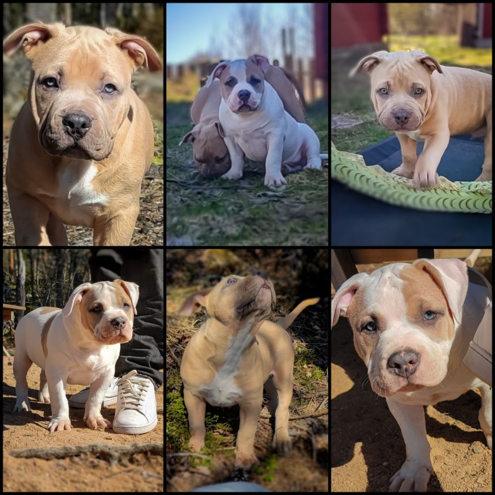 Redhouse Bully