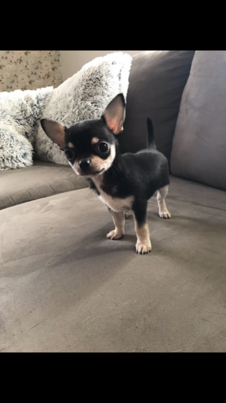 Chihuahua