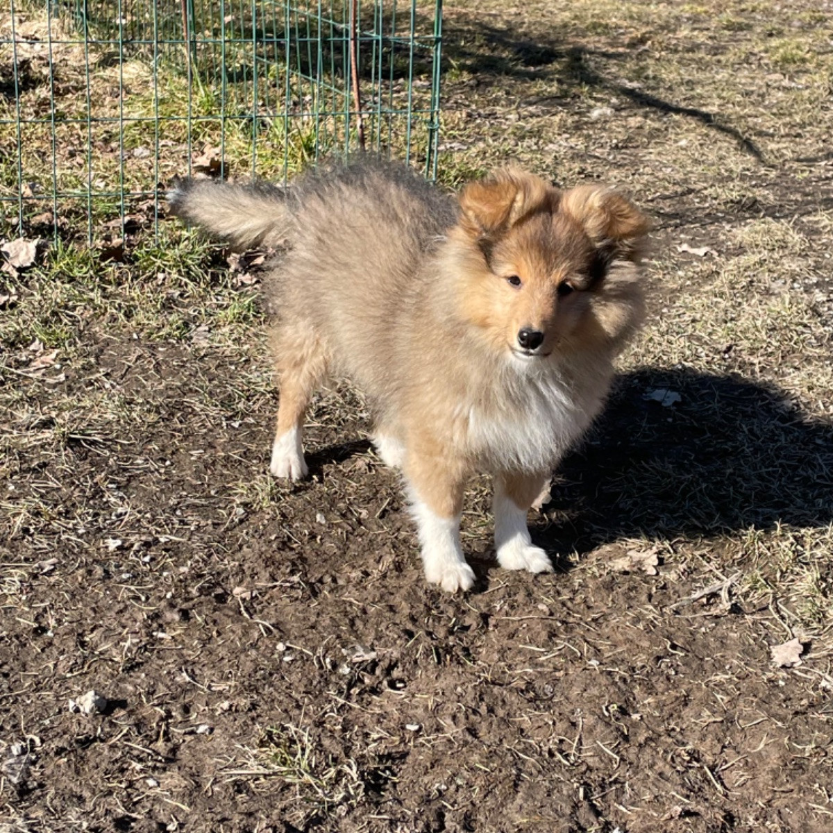 Shetland sheepdog