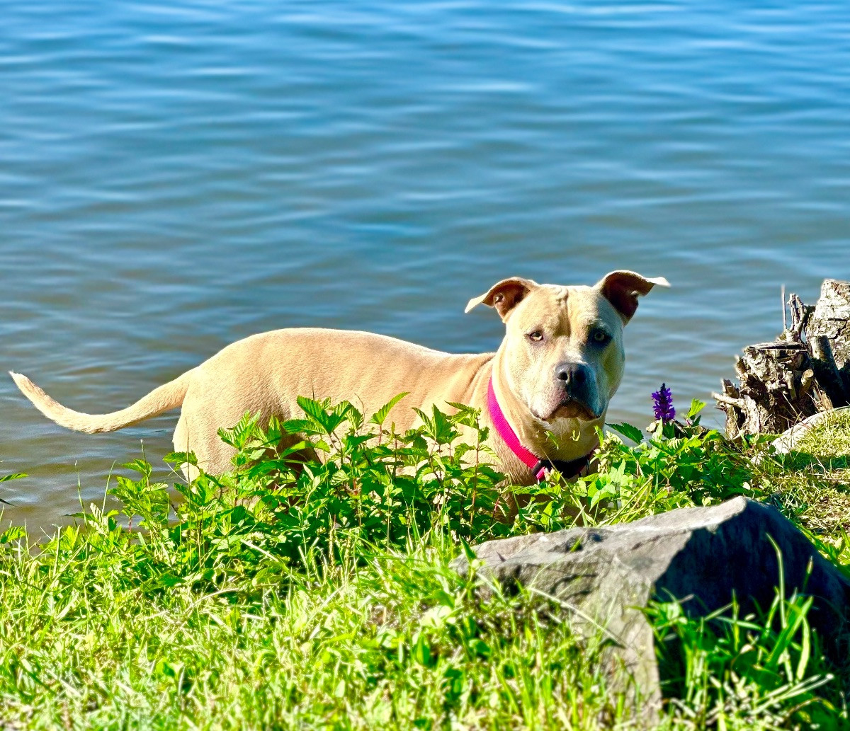 Amstaff BullyXL · 2025-11-27 · Stallarholmen · Anna E.