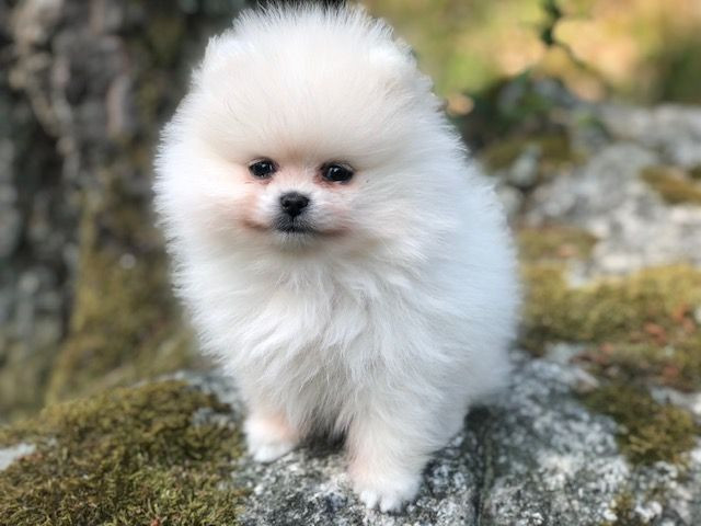 Pomeranian