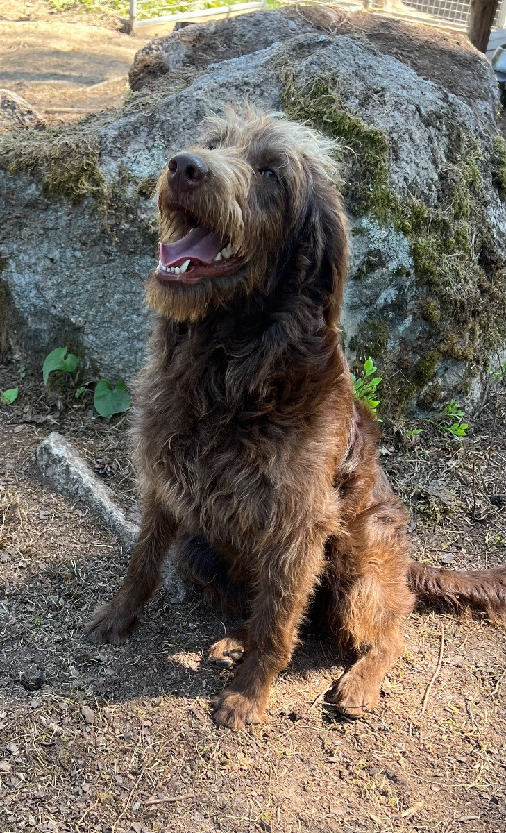 Isadoras Pudel och Cockerpoo