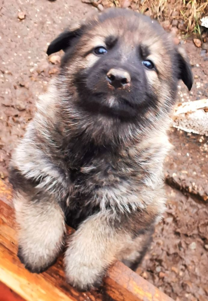 Kennel Snibor Anzi