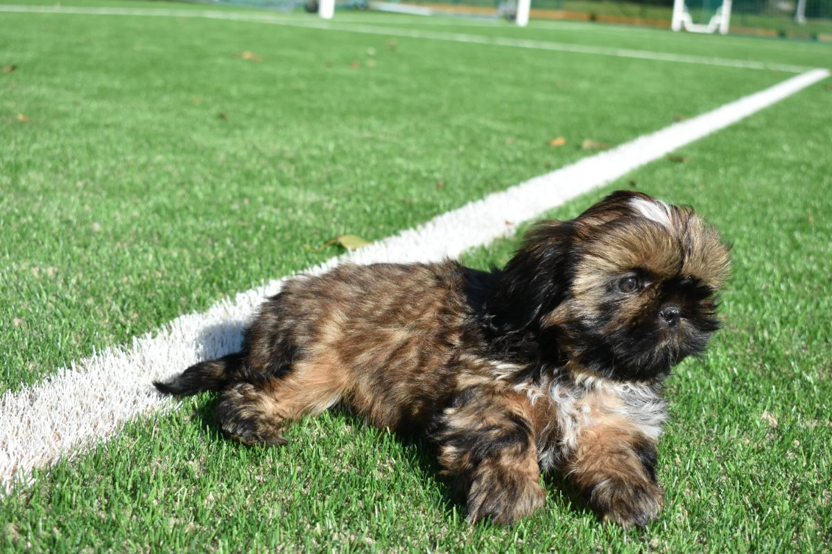 The merry shih-tzu family