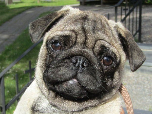 Pug