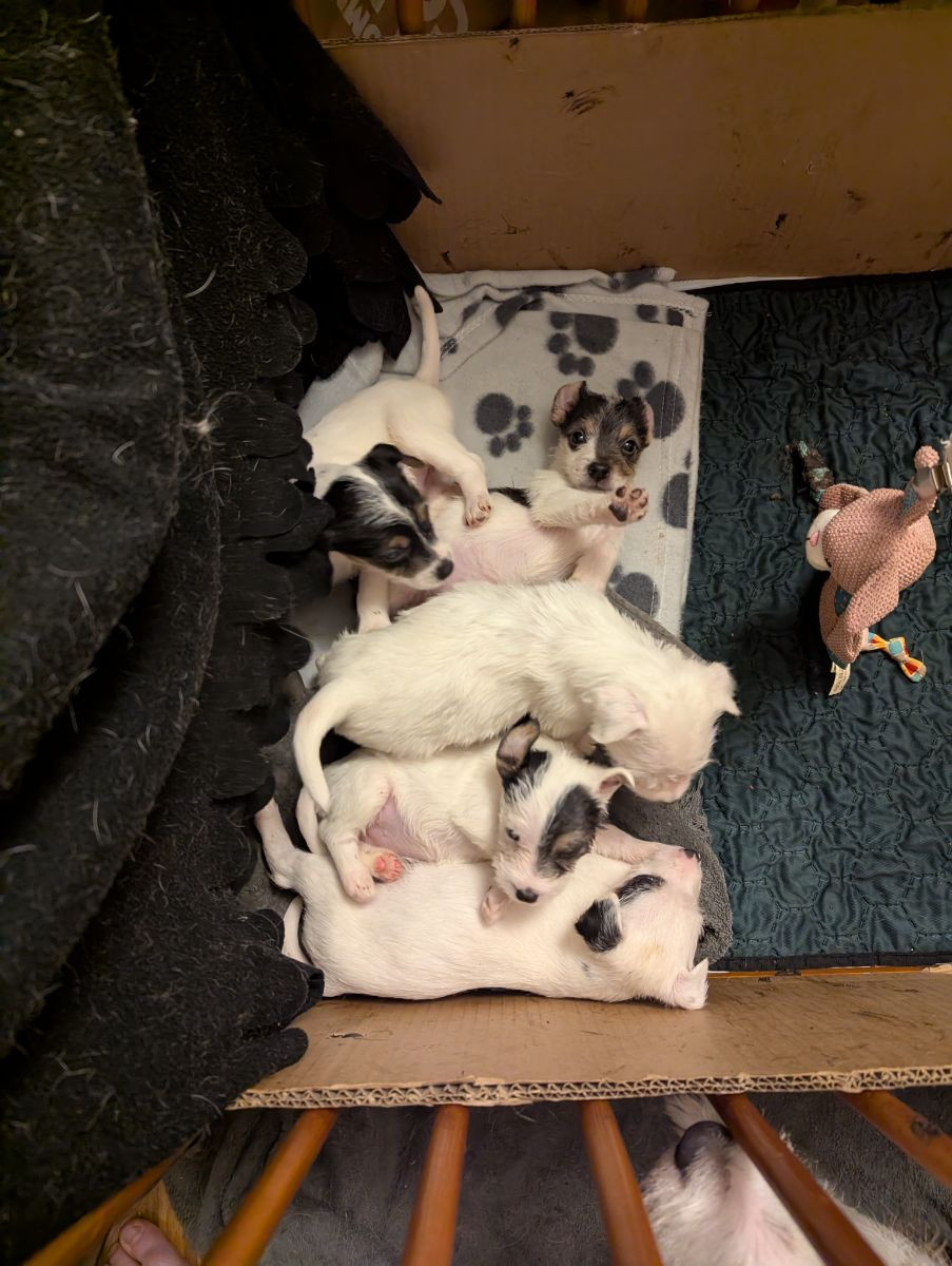 Parson Russell Terrier