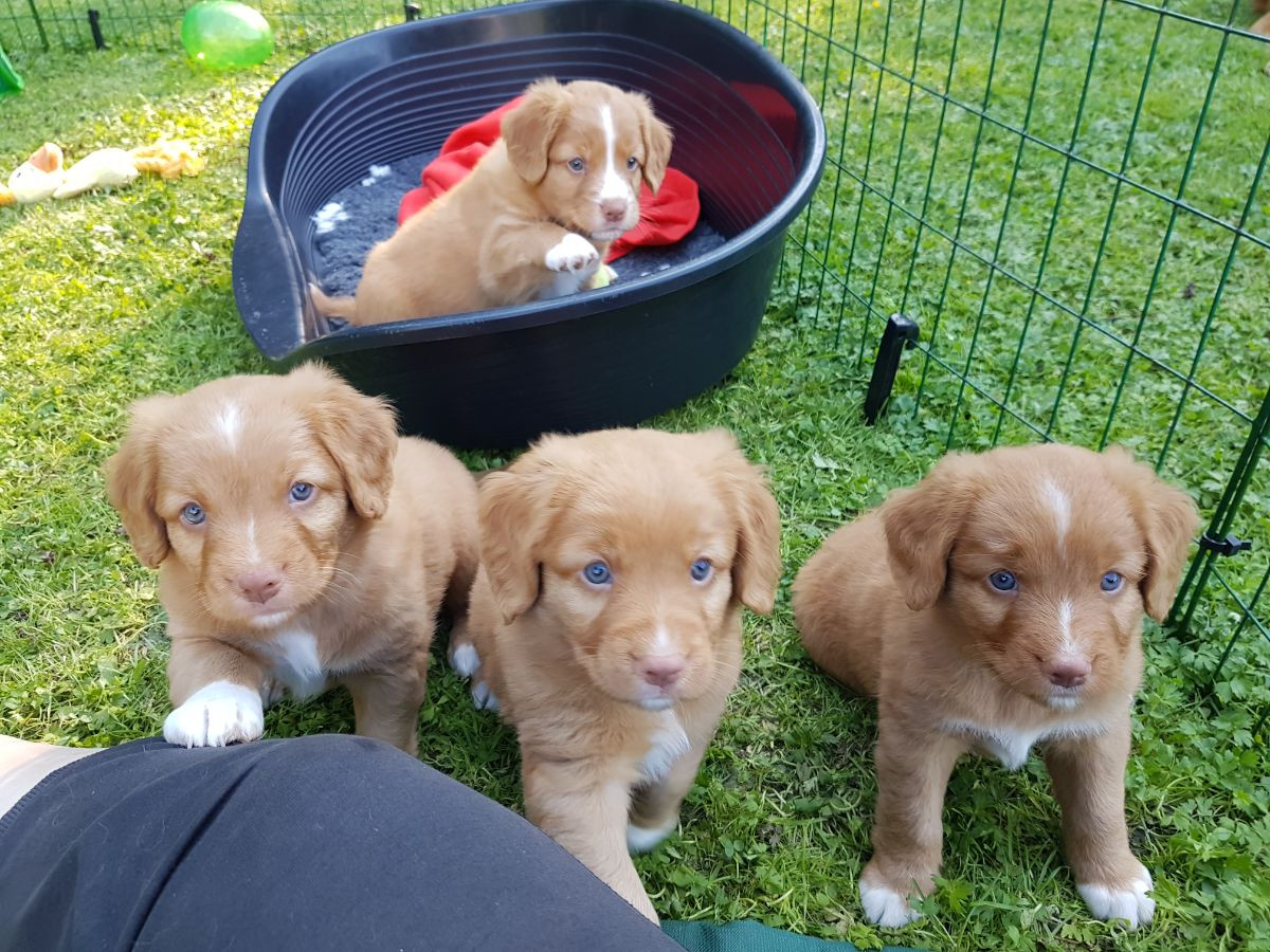 Amazing tollers