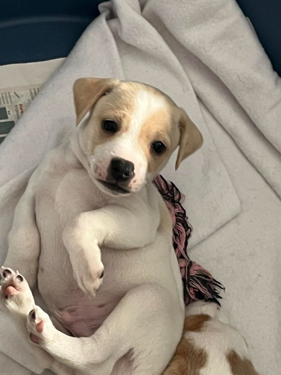 Danish Swedish Farmdog