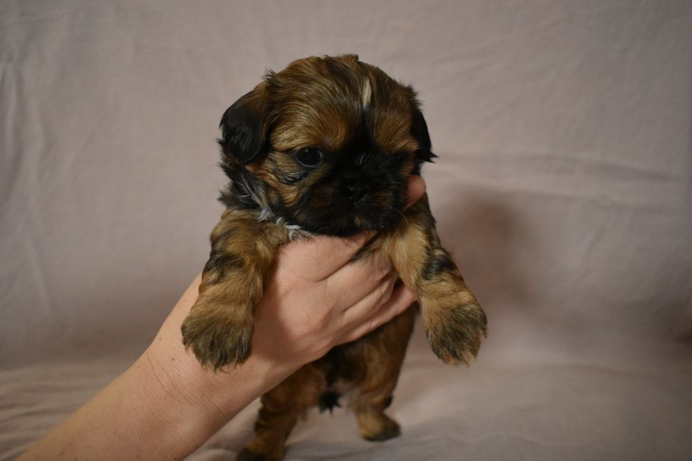 The merry shih-tzu family