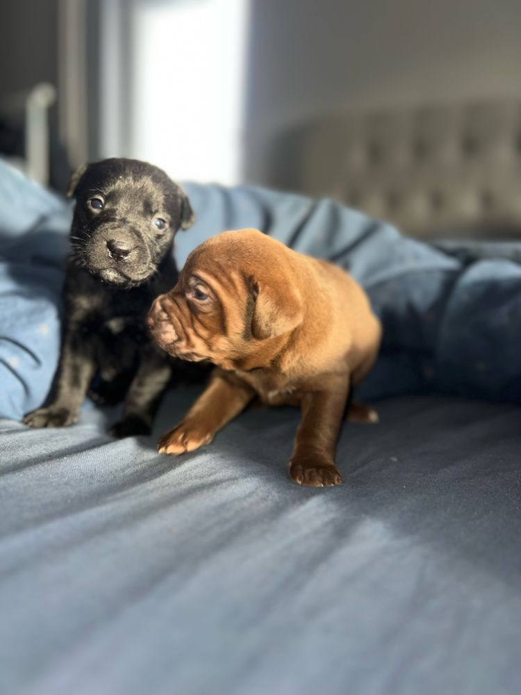 Labrador och Pitbull