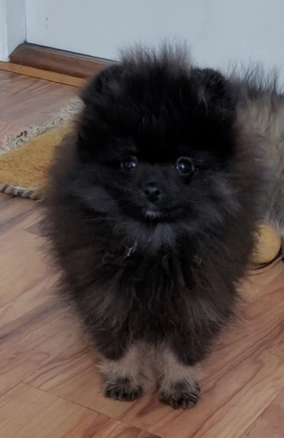 Pomeranian
