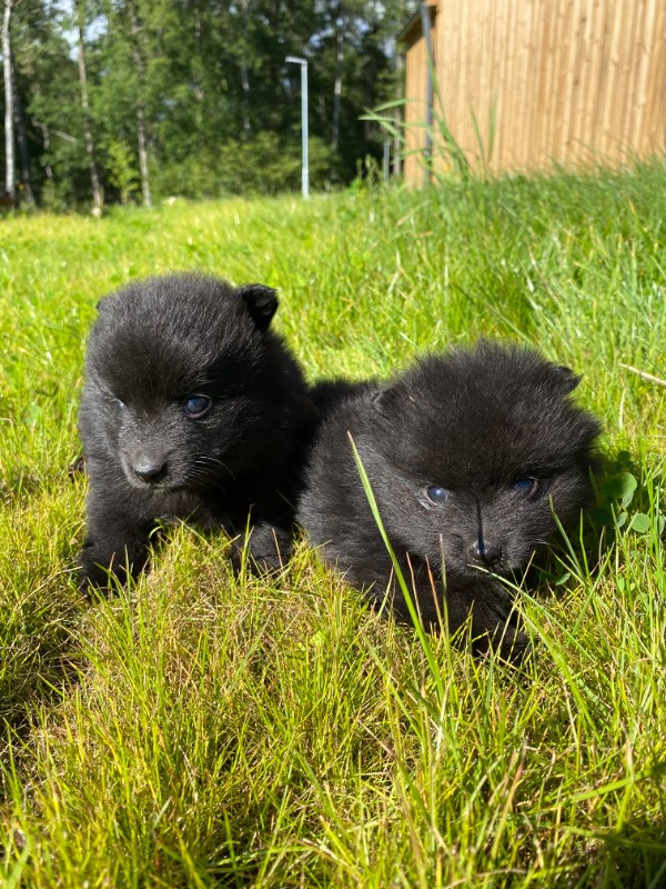 German Spitz – Mittelspitz