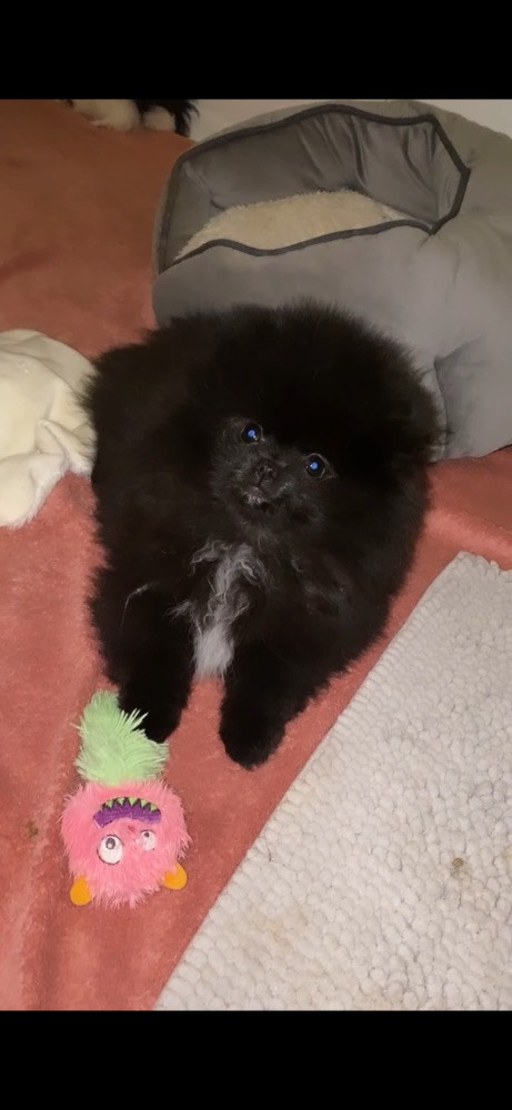 Pomeranian