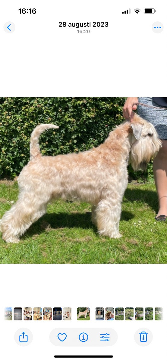Irish Soft Coated Wheaten Terrier