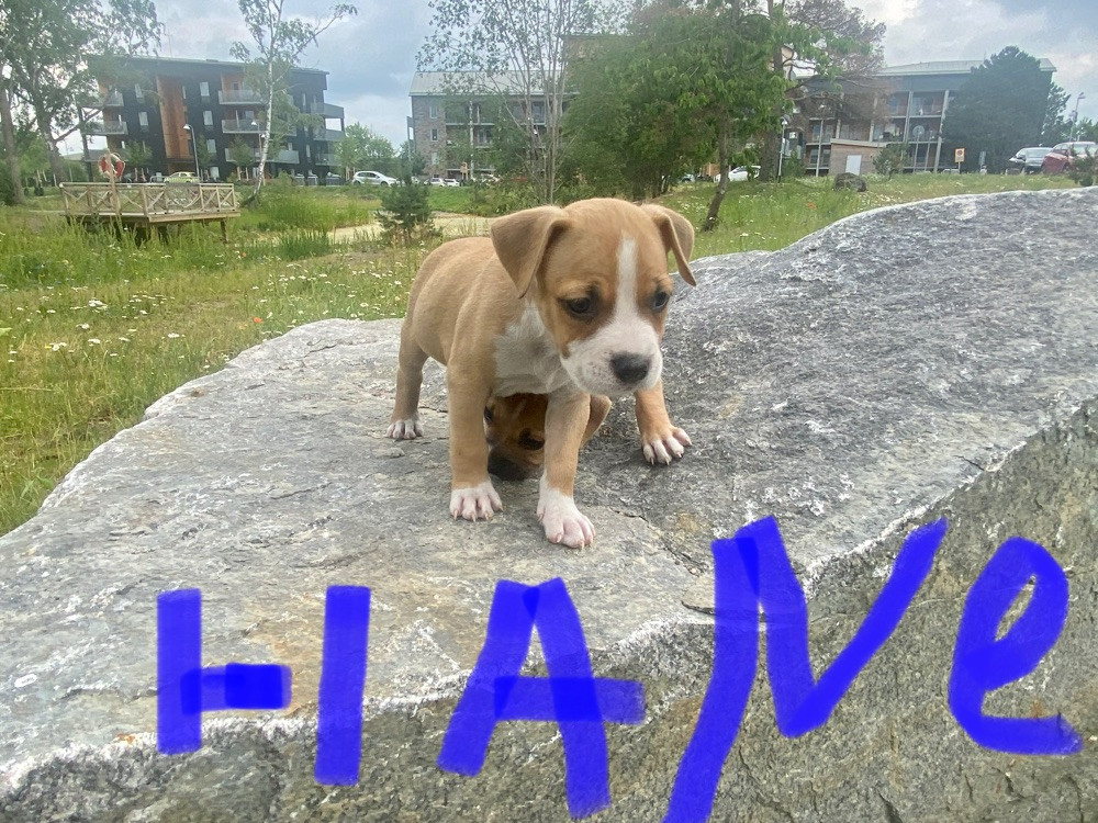 Amstaff/ old english bulldogg