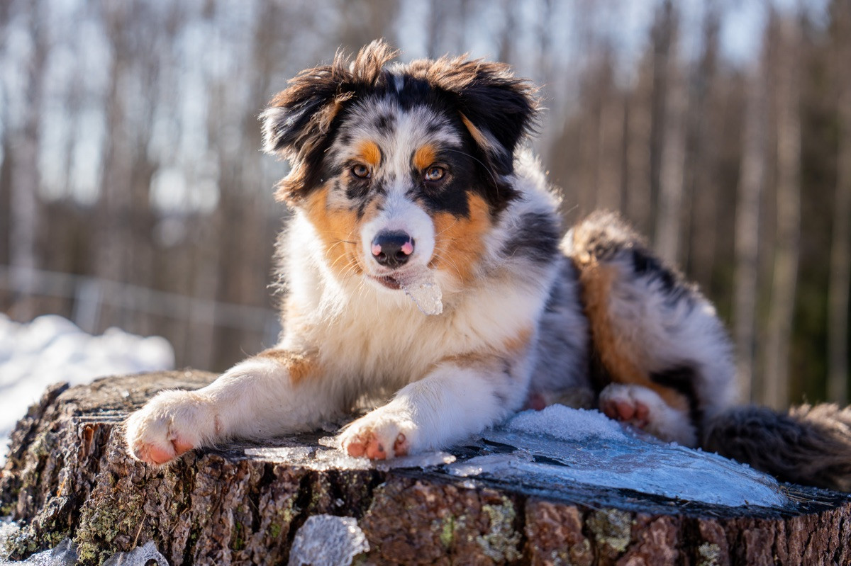Maple Force Aussies