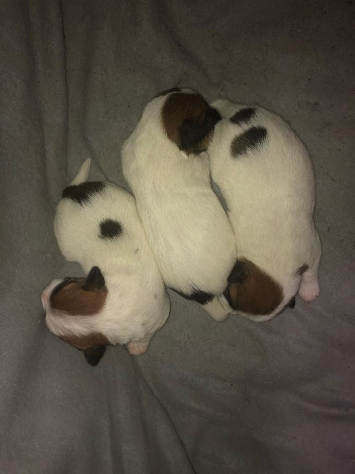 My Russells