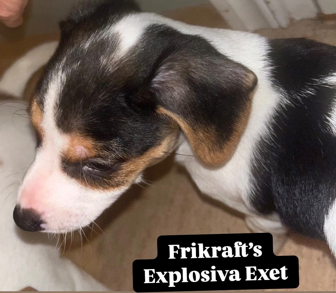 Danish Swedish Farmdog