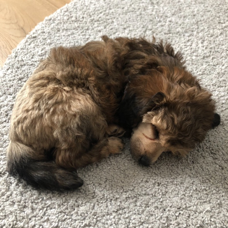 Miniature Poodle