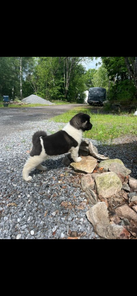 Huses Akita