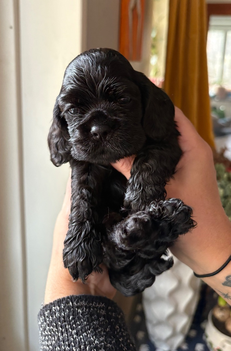 American Cocker Spaniel