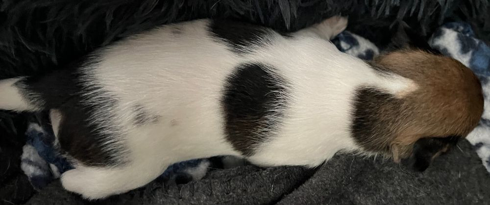Danish Swedish Farmdog