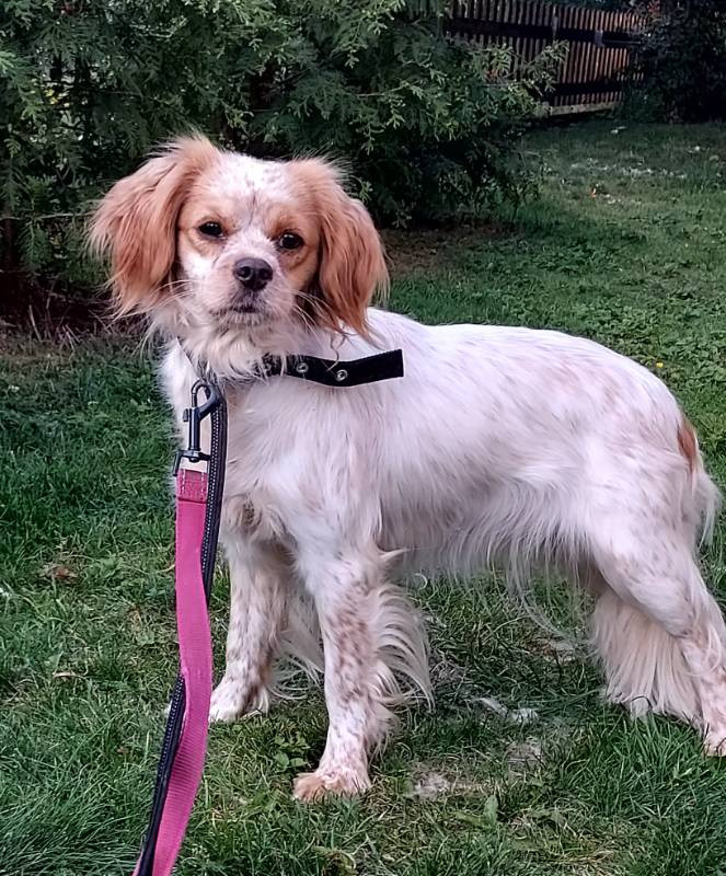 cavalier blandis