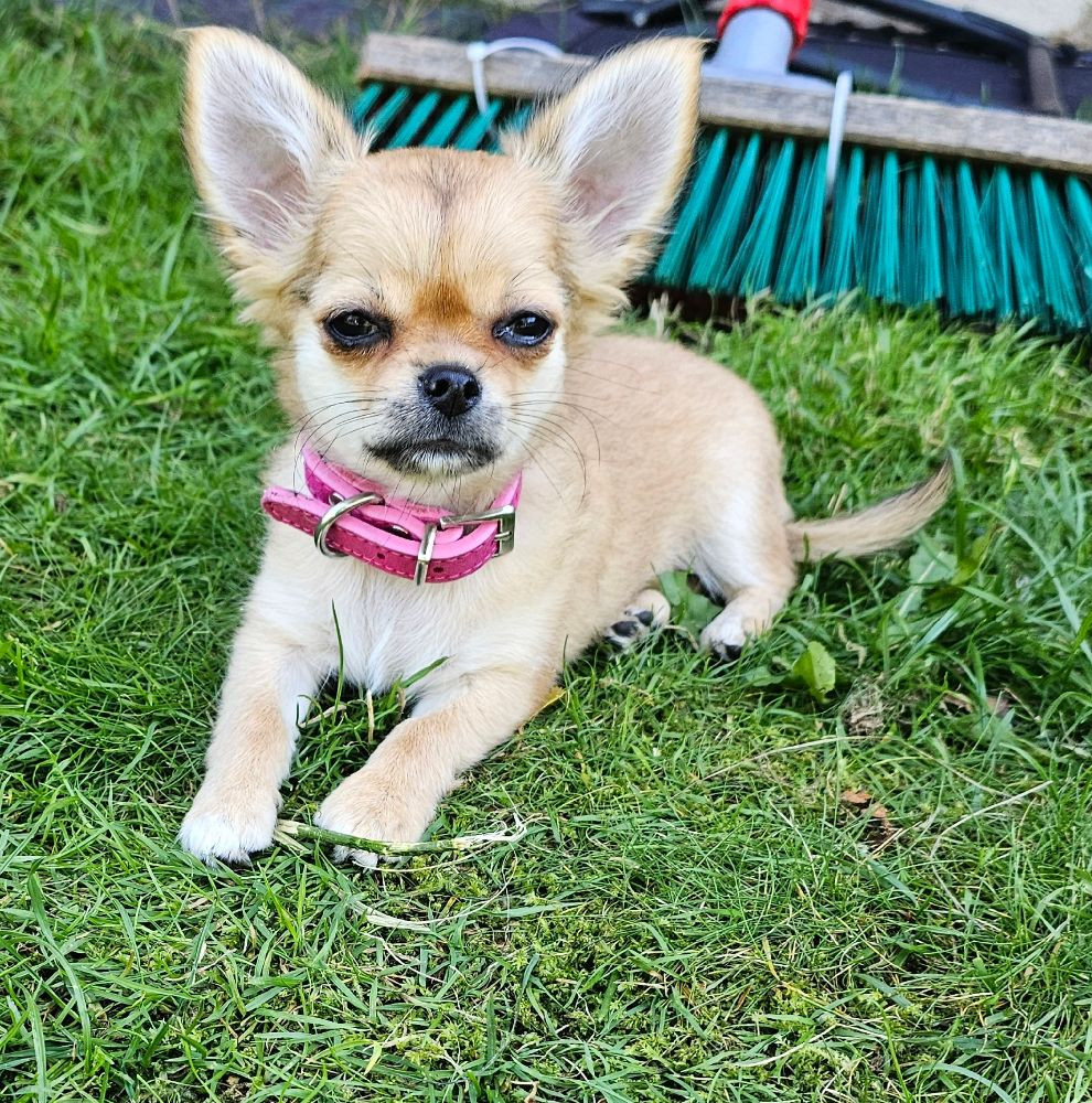 Chihuahua