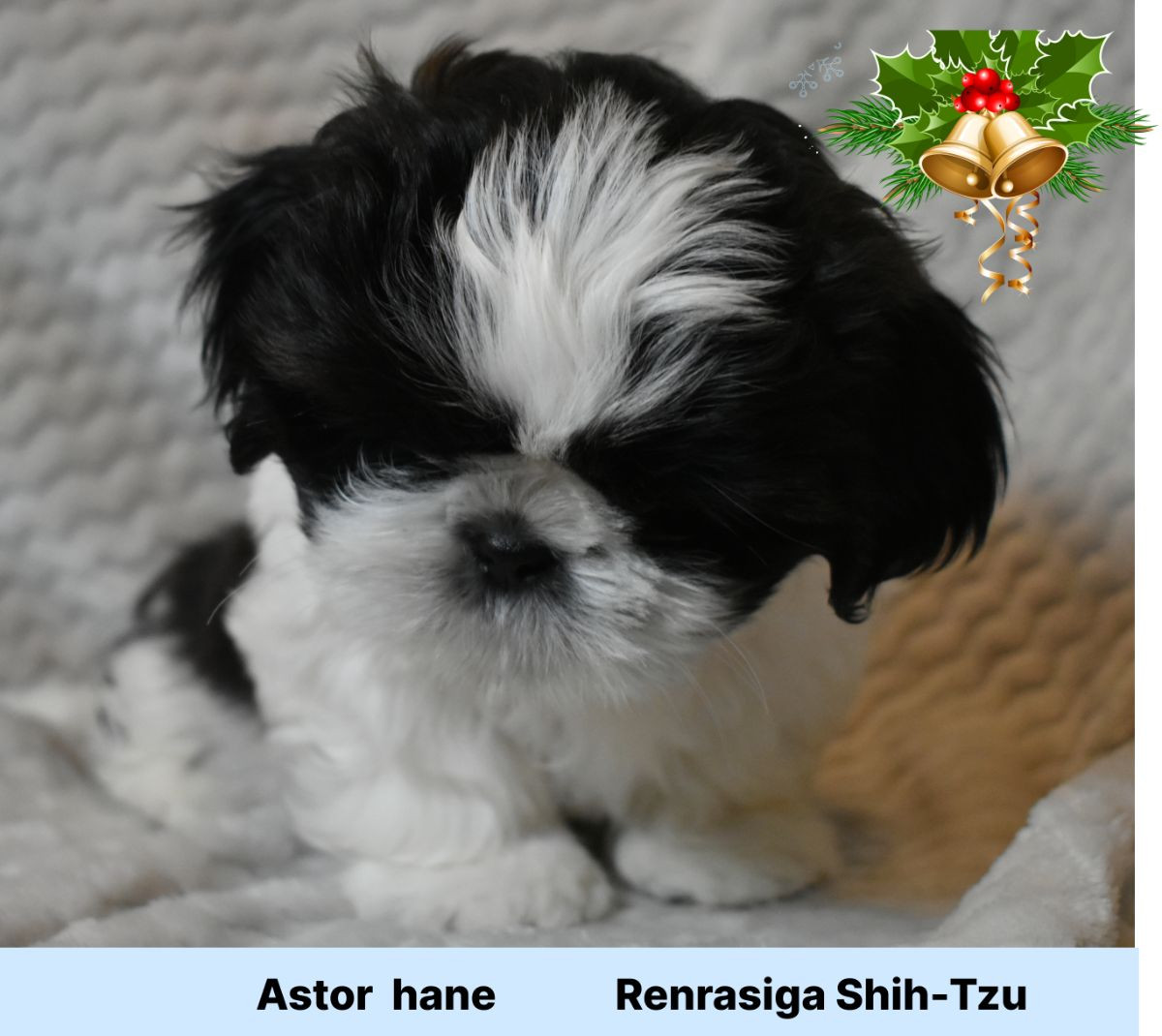 The merry shih-tzu family
