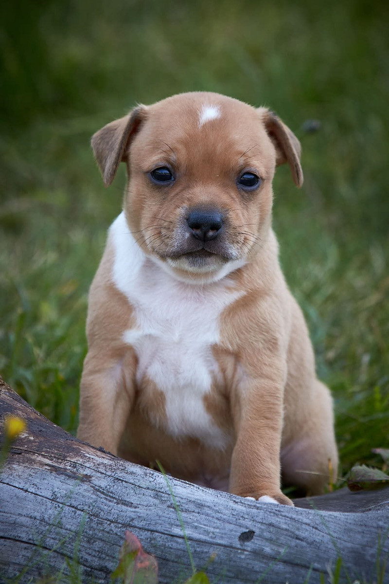 Nordic Canine's Kennell