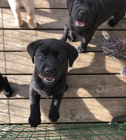 Labrador retriever