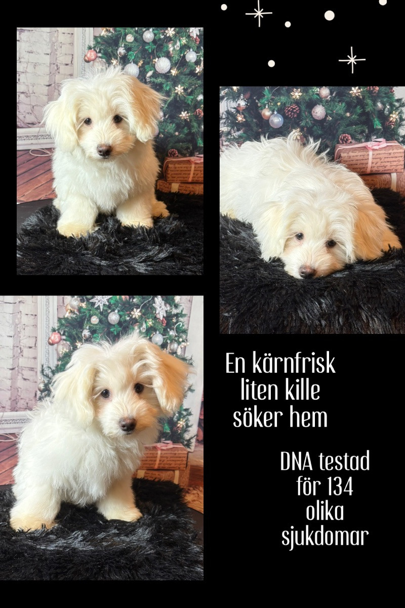 Vaktmästarboställets kennel
