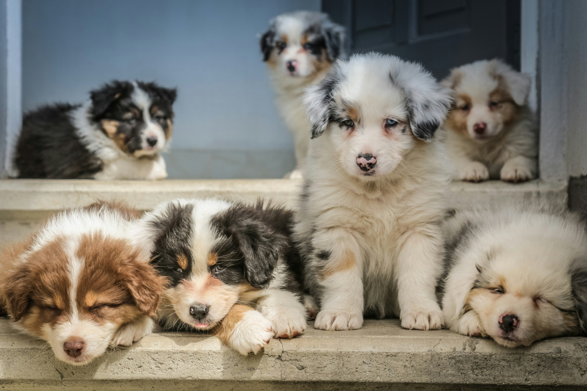 How to Sell Puppies Safely and Smoothly