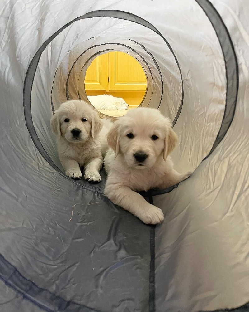 Golden Retriever
