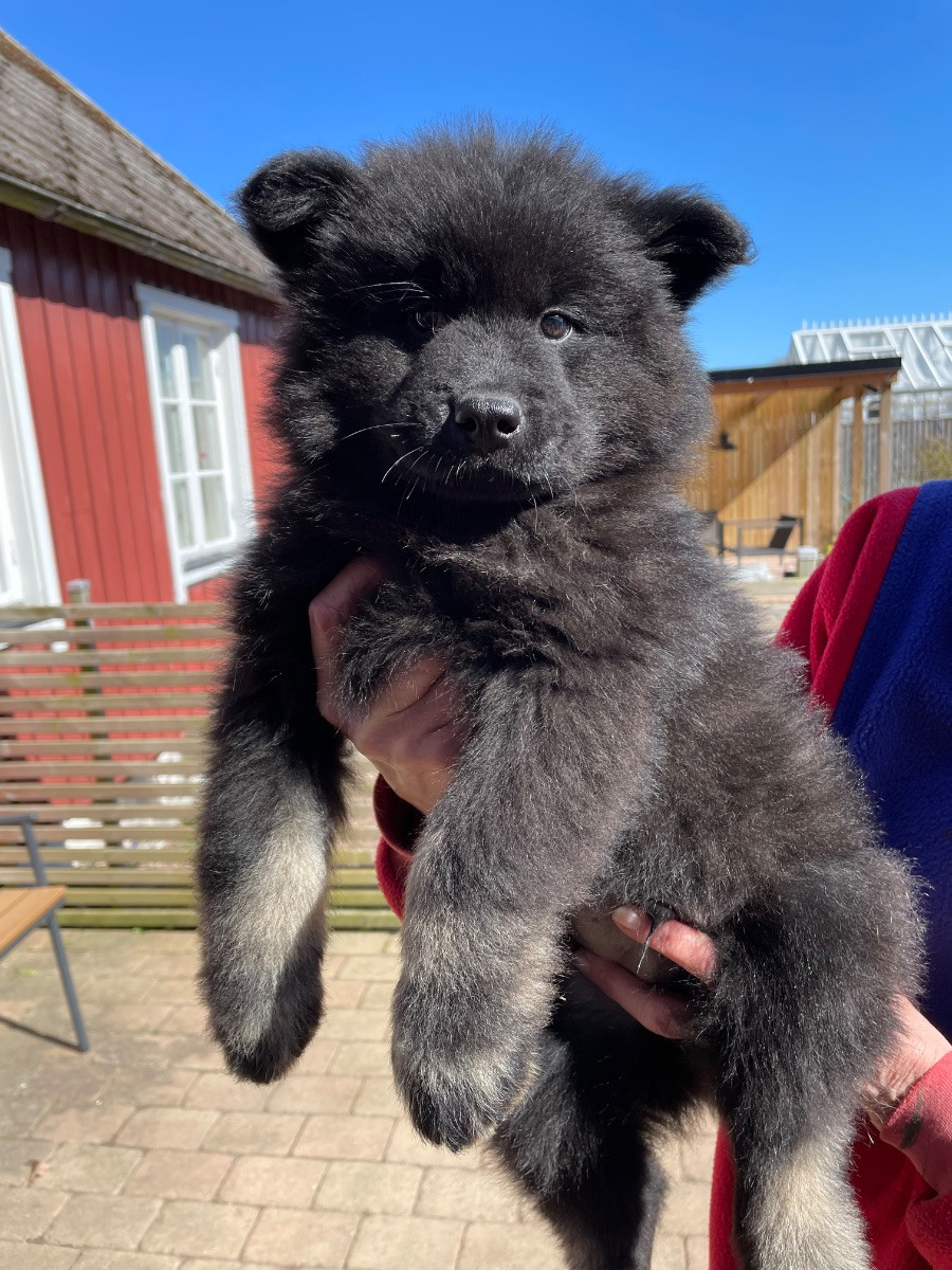 Coryana’s kennel