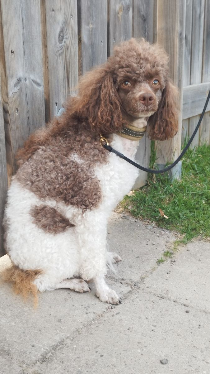 Hjortkvarns Cavapoo