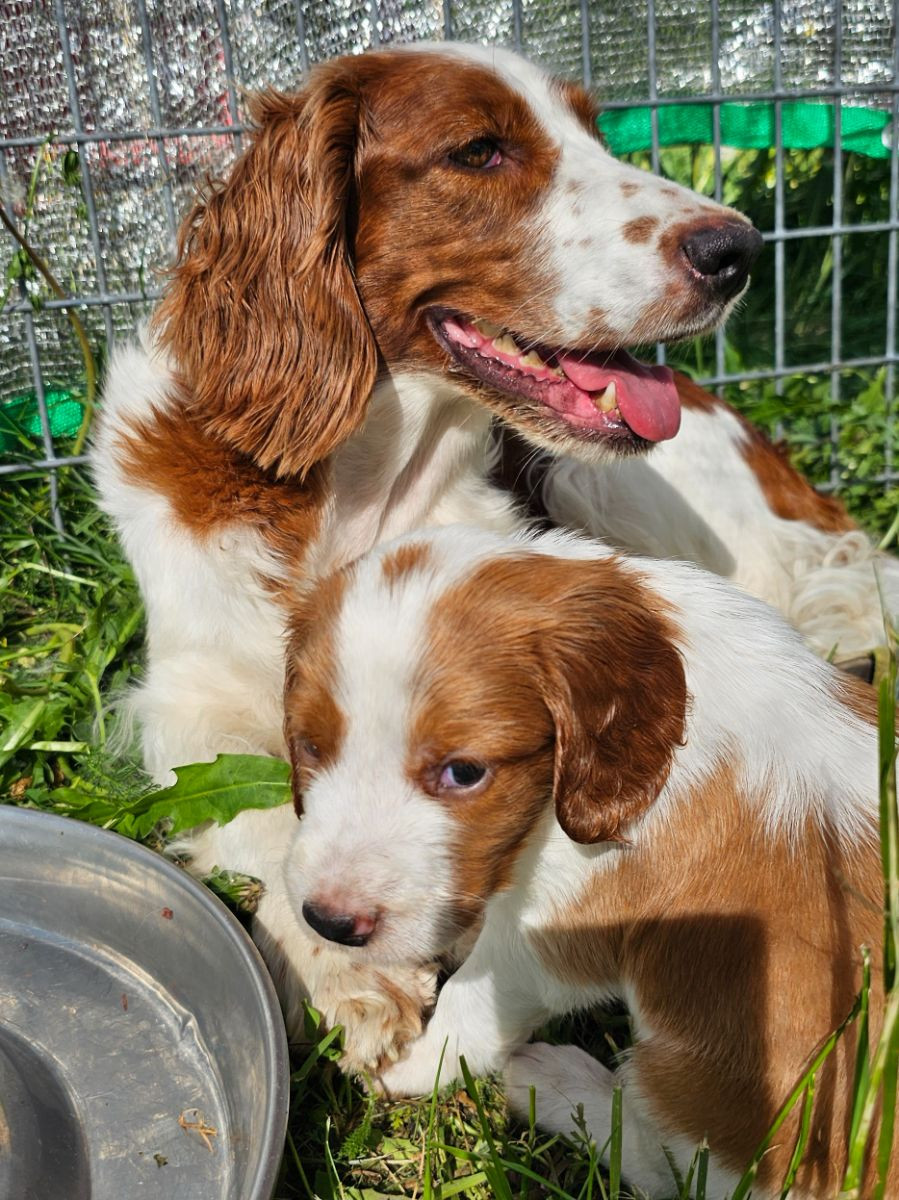 Welsh springer spaniel