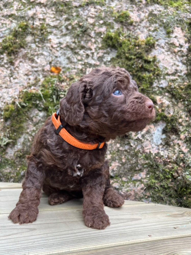 Isadoras Pudel och Cockerpoo