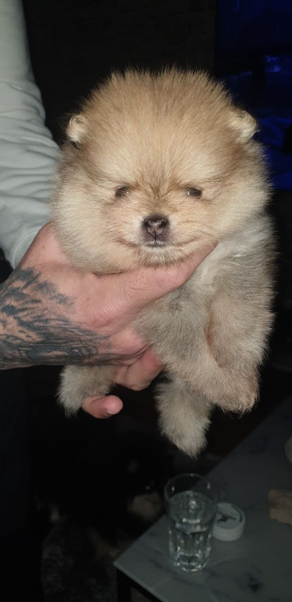 Pomeranian