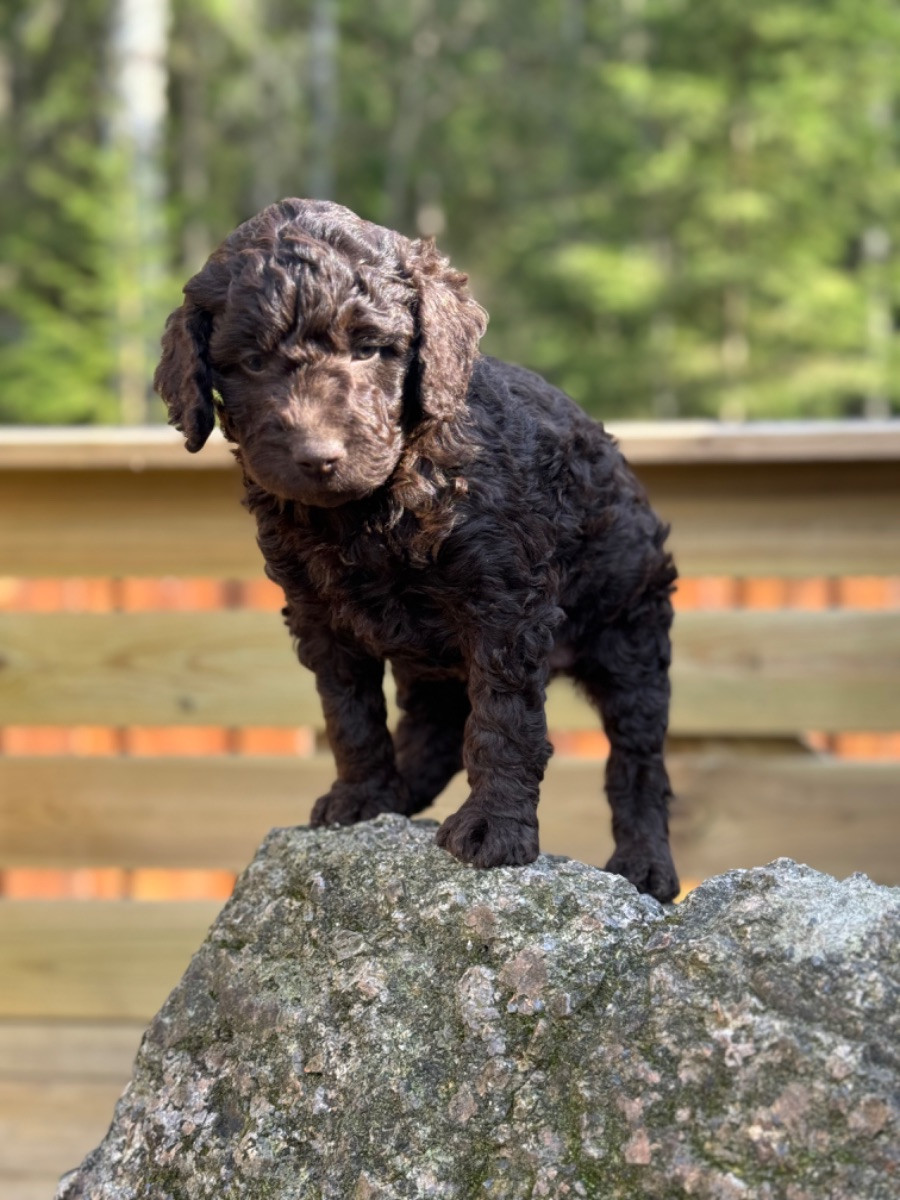 Isadoras Pudel och Cockerpoo