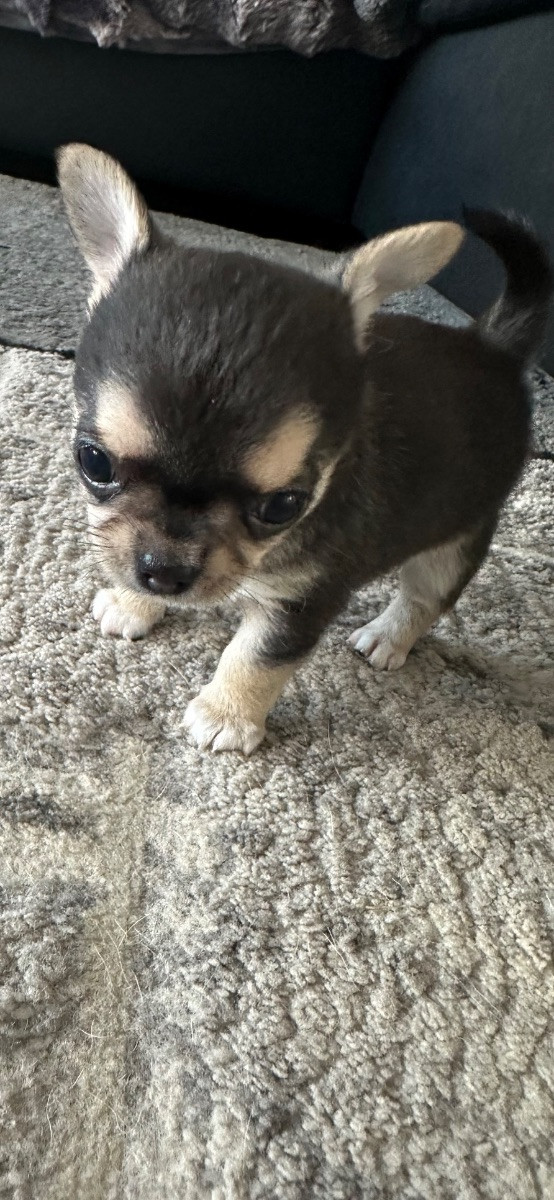 Mini chipette
