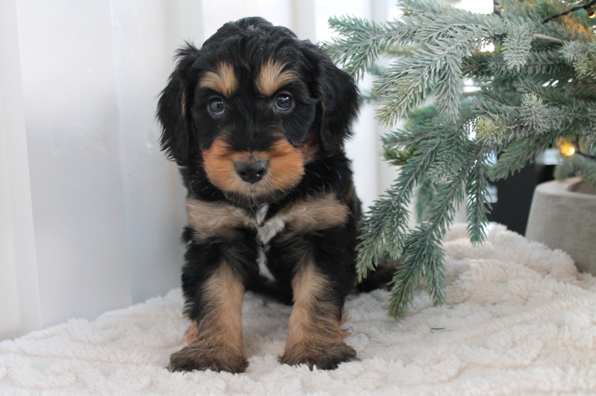 Mini Aussiedoodle tik