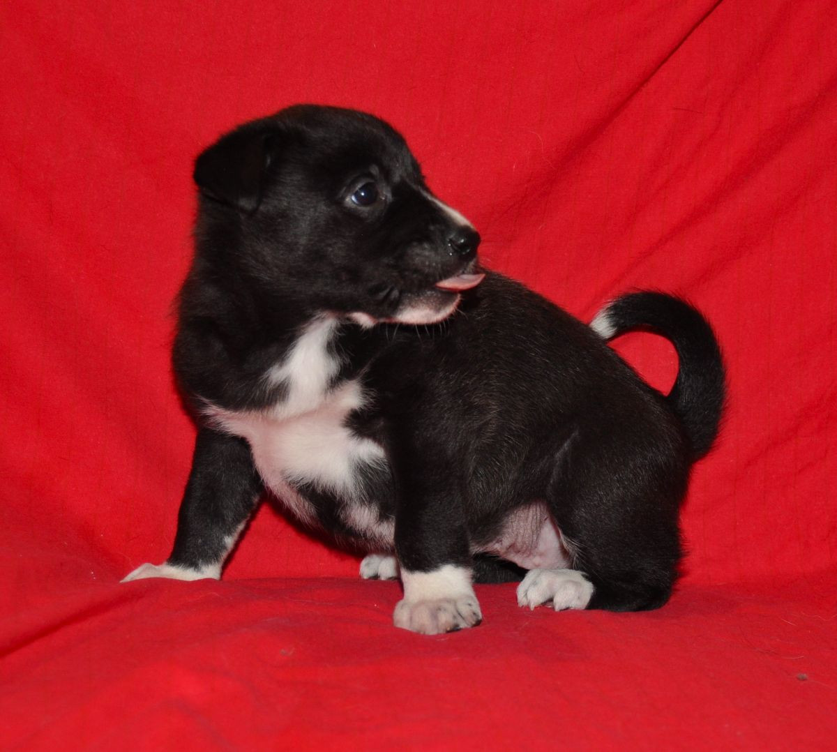 Canaan Dog