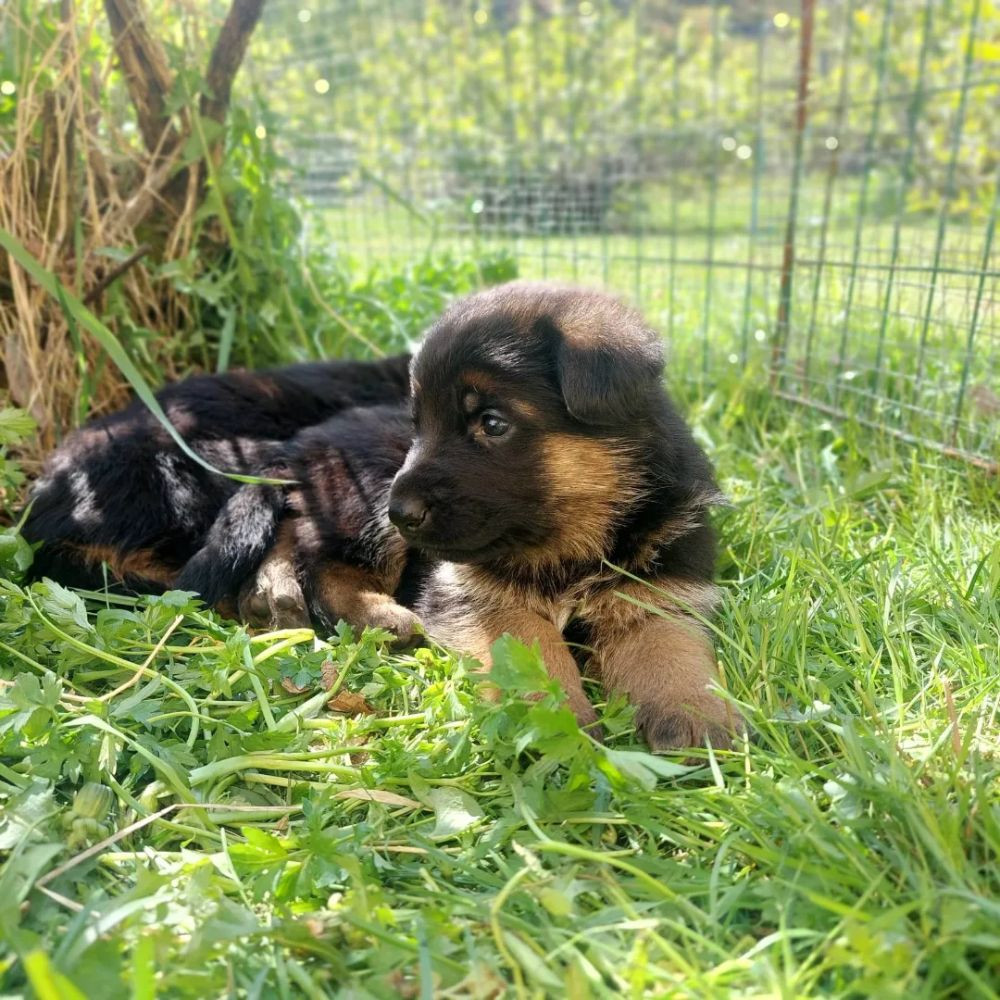Korssjötorpets